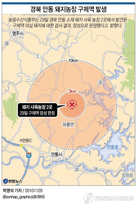 <그래픽> 경북 안동 돼지농장 구제역 발생
