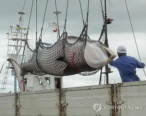 일본 "고래잡이 반대단체 창설자 넘겨라" 프랑스에 요구 - 2