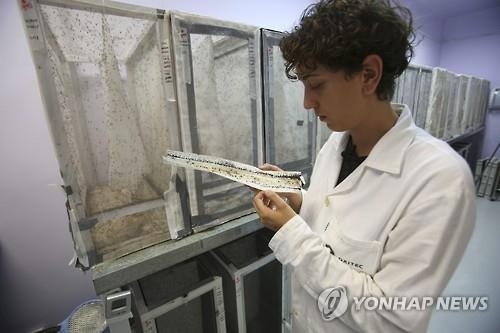'모기로 모기 잡는다'…지카 바이러스 막는 신기술 개발 박차 - 3