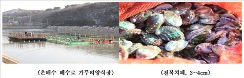 당진화력 온배수 활용 양식장 전복 치패 입식 - 2