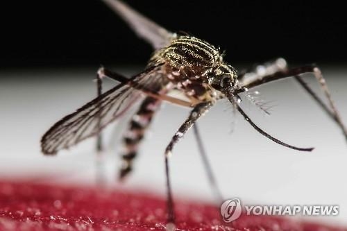 WHO, 유럽국가에 지카 바이러스 경계 강화 촉구 - 2