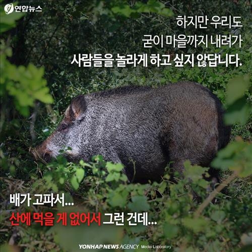 <카드뉴스> '위험한 침입자' 멧돼지가 몰려온다 - 6
