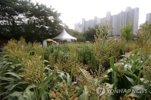 도심속 농작물 재배…'대기 중금속' 노출 괜찮을까 - 2