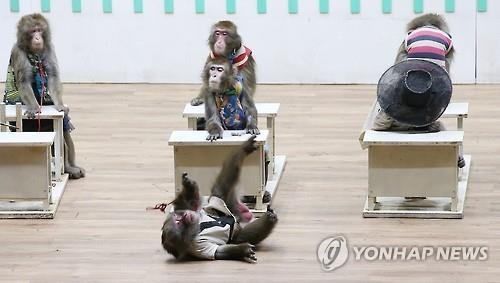 "공연 방해 말라"…원숭이학교, 동물자유연대 고소 - 2
