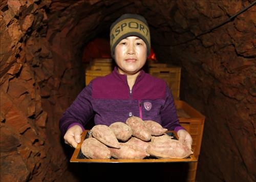 "태안 황토굴서 숙성한 웰빙 호박고구마 맛보세요" - 3