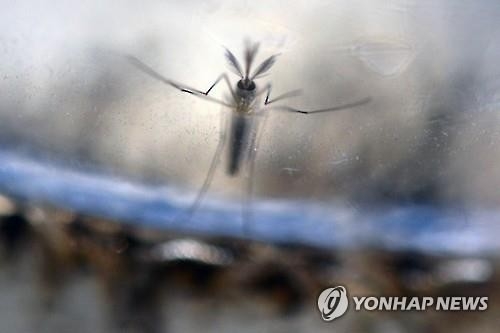 세계은행 "지카바이러스, 중남미에 35억달러 단기 경제피해" - 2