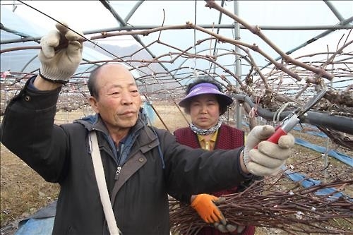 <카메라뉴스> 노부부 포도나무 가지치기 한창 - 2