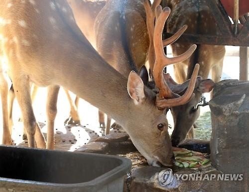 진주 이어 화성서 '광록병' 발병…사슴 35마리 매몰 - 2
