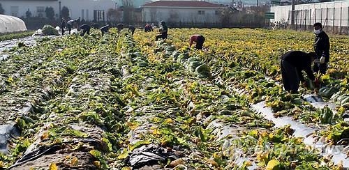 길고양이 600마리 '도살범' 사회봉사는 지역일손 돕기 - 3