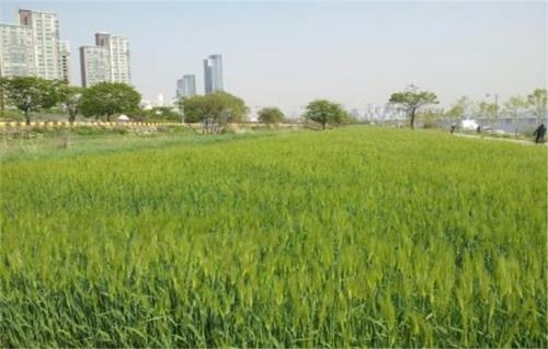 '한강 밀·보리 누가 먹을까?'…소외이웃에 기부 - 2