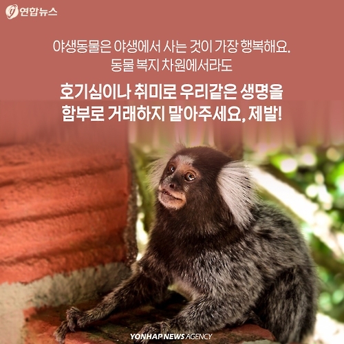 <카드뉴스> 밀매직전 구출된 아기 원숭이 이야기 - 15