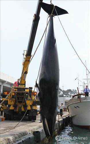 밍크고래 불법 포획·유통 일당 검거…4명 구속 - 4