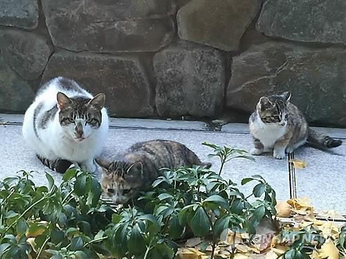 버려지는 고양이 매년 2만∼3만마리…길고양이 100만마리로 - 4