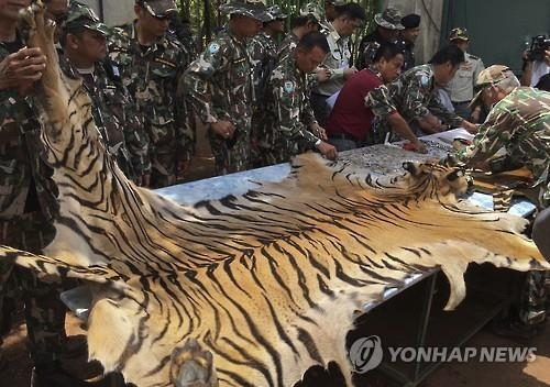 동물학대 논란 태국 '동물쇼' 사라질까…당국 대대적 수색 - 4