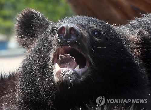 일본 동북지방 곰 피해 속출, 올들어 벌써 4명 사망 - 2