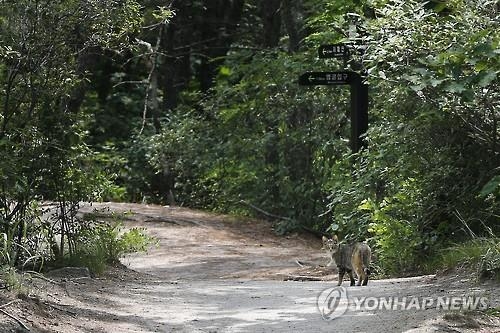 또 돈 때문에…사패산 살해 피의자 성폭행혐의도 집중 추궁 - 3