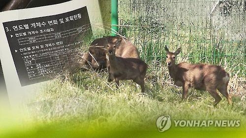 제주 노루 포획 3년 연장…"정확한 적정 개체 수 필요" - 2