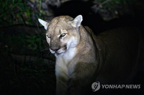 엄마는 강했다…5살 아들 덮친 퓨마 맨손으로 떼어내 - 2