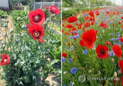 경찰 '안동 마약양귀비 꽃길' 씨앗 최초 전달자 추적 - 2