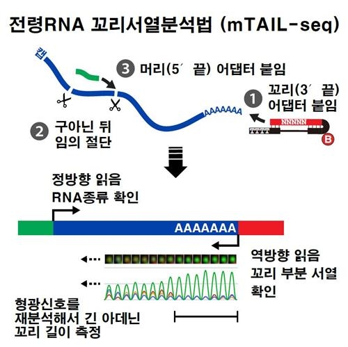 'RNA' 꼬리 길이 분석 생명기원 밝힌다 - 3
