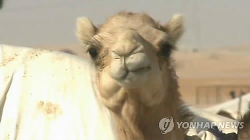 "그렇게 먹지 말랬는데"…중동 여행서 낙타유 마신 60대 - 2