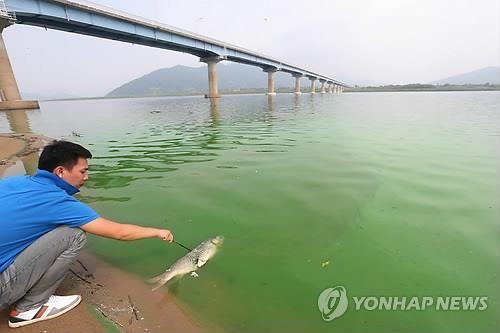 4대강 사업후 사라진 물고기…낙동강 어민들 '울분' - 2