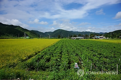 추석을 앞둔 충북 보은군 마로면의 가을 들녘 2013.9.7