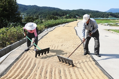 <카메라뉴스> 마이산 인근서 가을볕에 벼 말리는 노부부 - 2