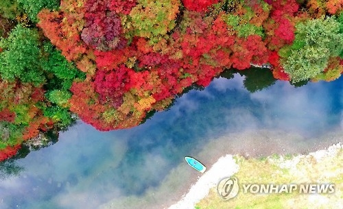 강원 태백시 철암단풍군락지