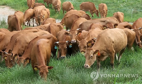 경기도, 용인에 가축개량 전담 '축산진흥센터' 개소 - 1