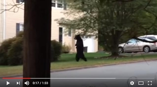 미국 뉴저지 주 주택가에서 목격된 두 발로 걷는 곰 '페달스'[유튜브 캡처]