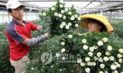 국산 국화 '백마' 수확 장면