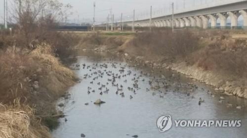 '우리가 조류 인플루엔자의 주범'