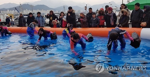 도루묵 맨손으로 잡기