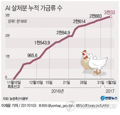 <그래픽> AI 살처분 누적 가금류 수