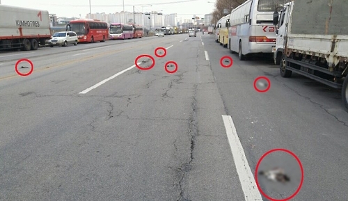 광주서 발견된 비둘기 폐사체