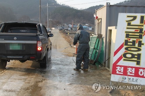 보은 젖소농가 이어 정읍 한우농가까지…구제역 악몽 되살아나나(종합2보) - 1