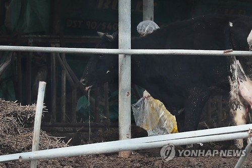 침 흘리는 젖소