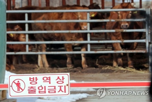 충북 보은 한우농장 구제역 '양성'…전국 4번째(종합) - 1