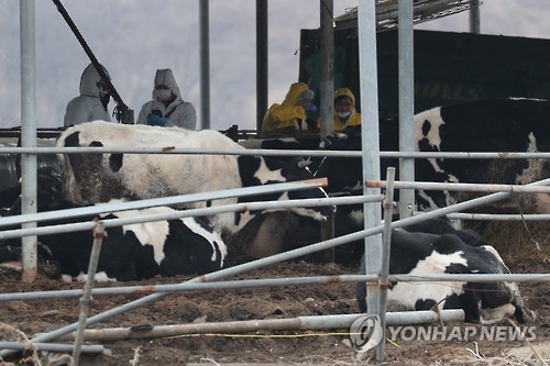 수도권 첫 구제역 연천 목장