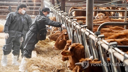 "구제역 백신공장 세우면…'바이러스 폭탄' 유출 가능성도 있어"(종합) - 1