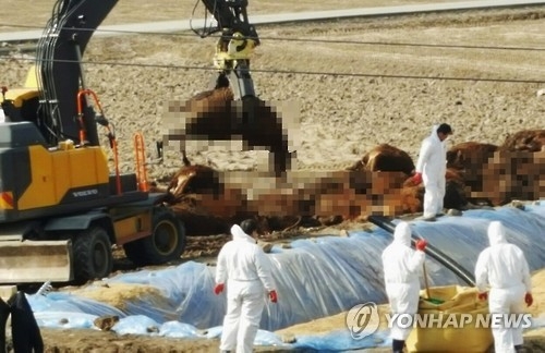 "소 다 잡을 수도 없고"…살처분 범위 놓고 고민 빠진 충북도 - 1