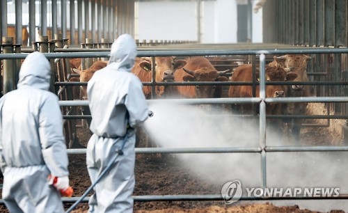 "소 다 잡을 수도 없고"…살처분 범위 놓고 고민 빠진 충북도 - 3