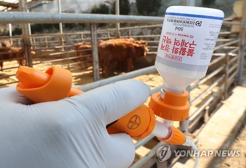 "이 난리에 장사는"…구제역 휩쓴 보은 식당들 눈물의 휴업(종합) - 3