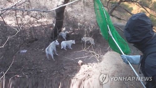 버려진 뒤 '맹수'된 공포의 들개떼…가축 닥치는대로 습격 - 1