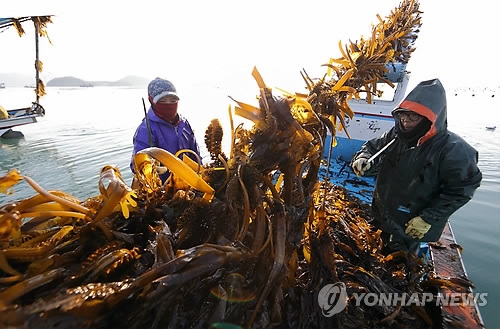 미역 채취하는 어민들