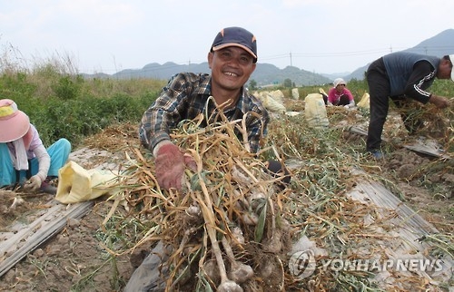 마늘 수확하는 베트남 근로자[연합뉴스 자료사진]