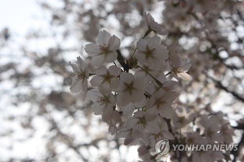 벚꽃