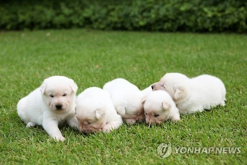 청와대 진도개 희망이 새롬이가 낳은 강아지들