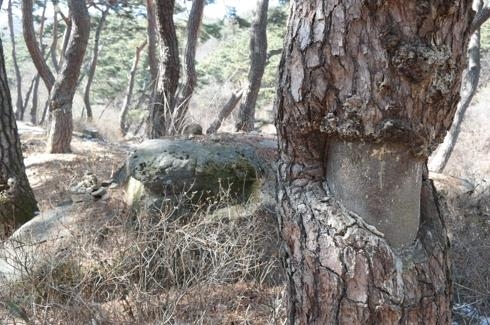 아산 봉곡사 소나무 숲길 소나무